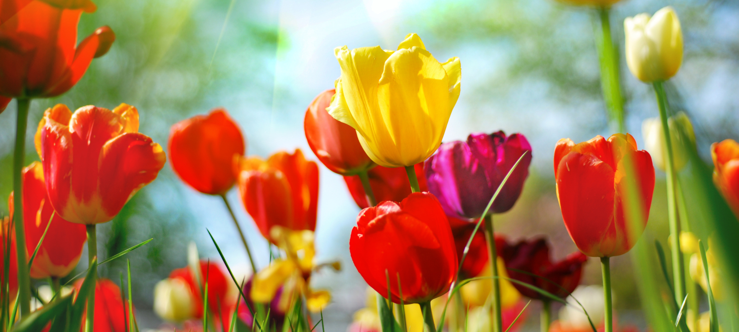 Kőszeg - Hotel Benedict - Pfingsten Wochenende in Kőszeg